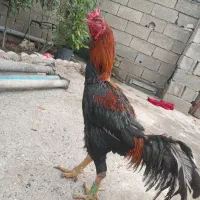 سلام  سالم قیمت ۲میلوون  بامشتر  کنار میام