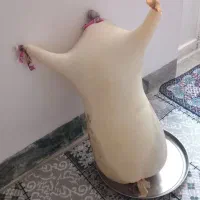 تجر