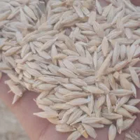 خریدار جو محلی