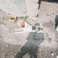 سگ دنبلانی نر