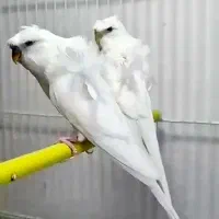 فروش انواع مرغ عشق