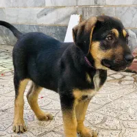 سگ سراب|سگ|کرج, فاز ۴ مهرشهر|دیوار