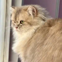 بریتیش بالغ نر و ماده