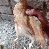 جوجه