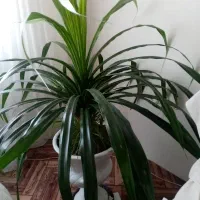 گل پاندانوس