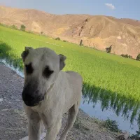 فروشی