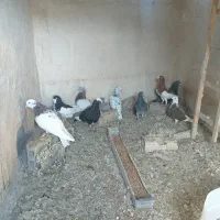 کفتر