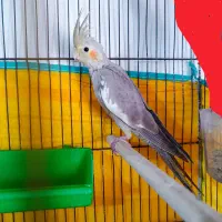 عروس هلندی