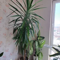 درختچه  بسیار زیبای طبیعی