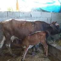 گاو و گوساله ماده شش کیلو شیر
