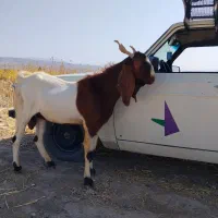 دوبر بزری گوش بلند
