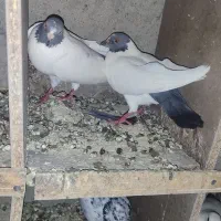 کبوتر
