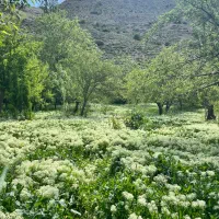 باغ جاده باغرود کوچه ارش