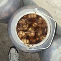سیر ترشی