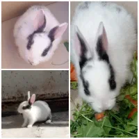 خرگوش برای معاوضه