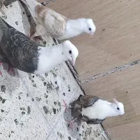 کفتر کبوتر سینه و کربلایی کله سفید بی عیب