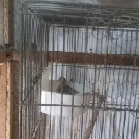 جفت کبوتر + تک ماده هم موجوده