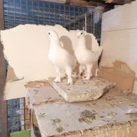 پرنده رنگی|پرنده|قم, صفائیه|دیوار