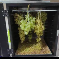 شغل توی منزل با خشک کردن انواع میوه و سبزی