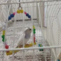 مرغ عشق ماده با قفس