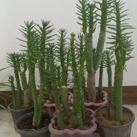 گل وگیاه