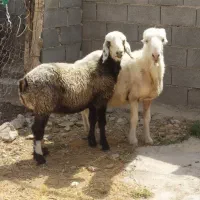 بره ماده(شیشک) ، میش