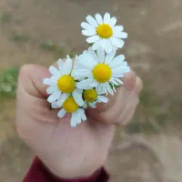 محصولات آرایشی و بهداشتی بهترین برند