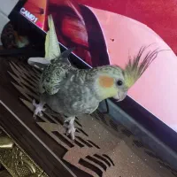 عروس هلندی گلباقالی نر ۹ماهه