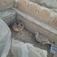 بلدرچین