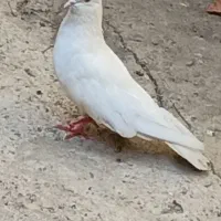 کبوتر