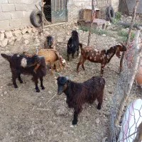 بزغاله