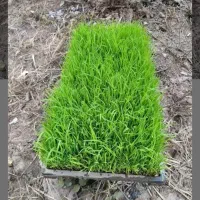 توم‌ هاشمی درجه یک با ریشه و پشت عالی