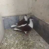 چپ سرخ