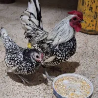 فروش مرغ خروس