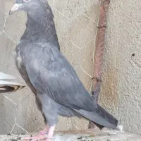 فروش  کبوتر پاکستانی از نژاد سیبی والا استاد سخی.
