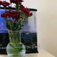 آکواریوم شرکتی ماهیران