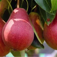 اولین تصمیم مهم برای ساختن یک باغ پربازده است.