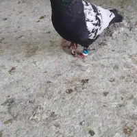 نر سینه ای با ماده آبادانی