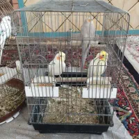 عروس هلندی و مرغ عشق