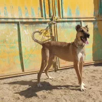 ماده سرابی ۱۱ماهه