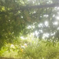 نیازمند کارگر ماهیانه در باغ حنا