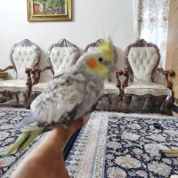 عروس هلندی