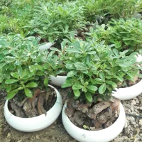بنسای|گل و گیاه طبیعی|مشهد, عباس‌آباد|دیوار