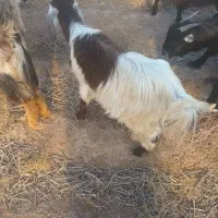 ۴۴راس بره ۶راس بزغالع