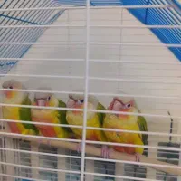 پرنده