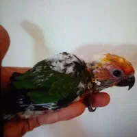 طوطی خورشیدی بیگ سایز