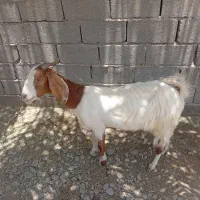 بز جوان