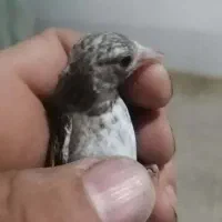 فروش پرنده