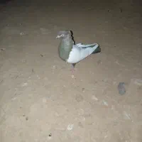 کبوتر