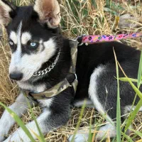 توله هاسکی